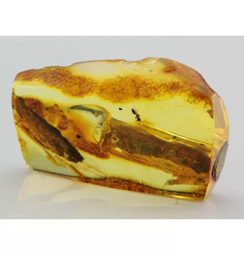 Insect inclusions in Baltic amber fossil stalactite stone