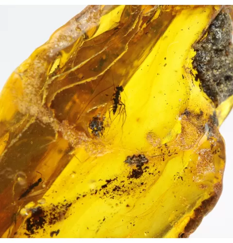 Insect inclusions in Baltic amber fossil large stone