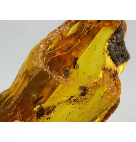Insect inclusions in Baltic amber fossil large stone