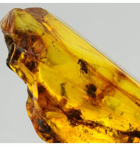 Insect inclusions in Baltic amber fossil large stone