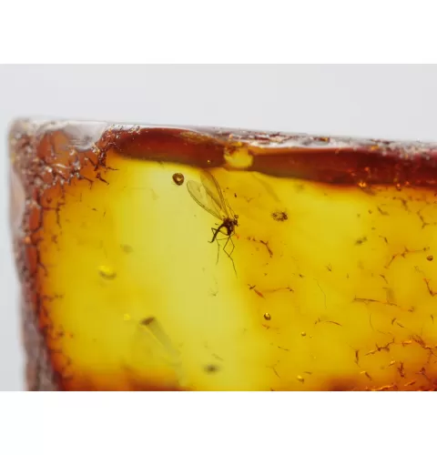 Insect inclusions in Baltic amber fossil large stone