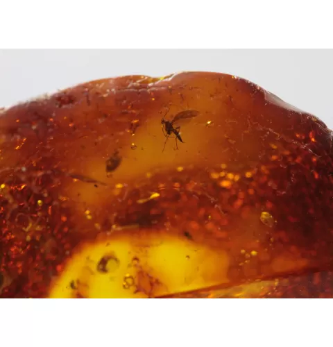 Insect inclusions in Baltic amber fossil large stone