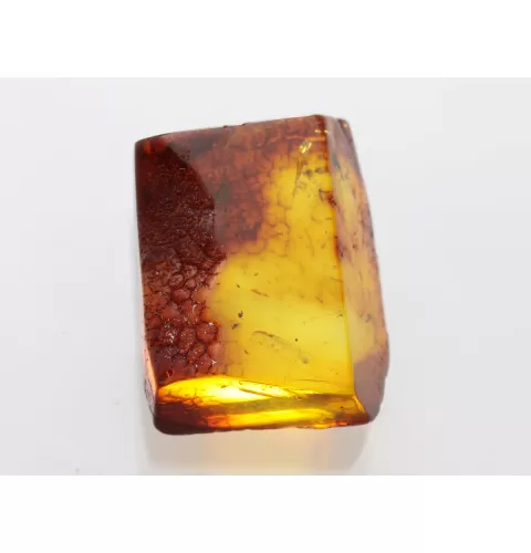 Insect inclusions in Baltic amber fossil large stone