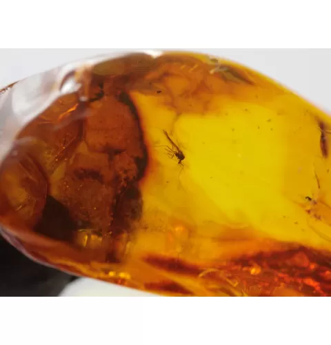 Insect inclusions in Baltic amber fossil large stone