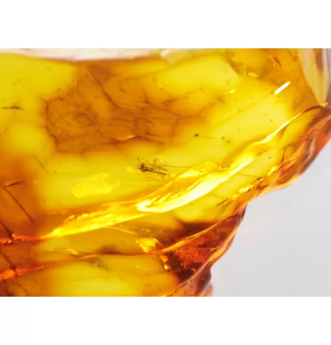 Insect inclusions in Baltic amber fossil large stone