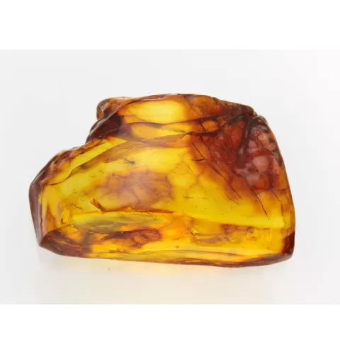 Insect inclusions in Baltic amber fossil large stone