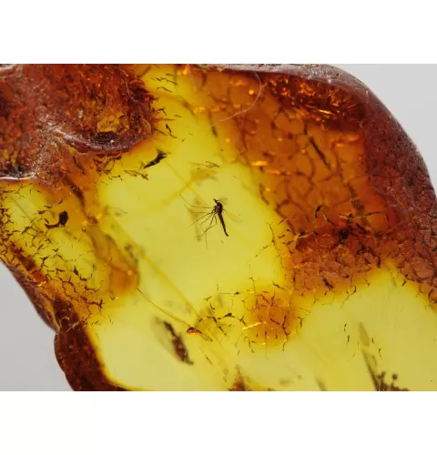Insect inclusions in Baltic amber fossil large stone