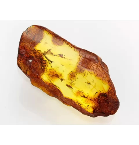 Insect inclusions in Baltic amber fossil large stone
