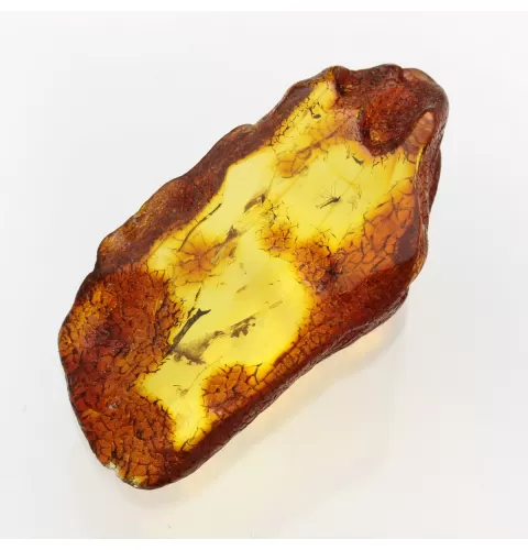 Insect inclusions in Baltic amber fossil large stone