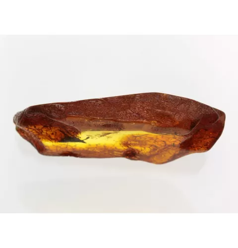 Insect inclusions in Baltic amber fossil large stone