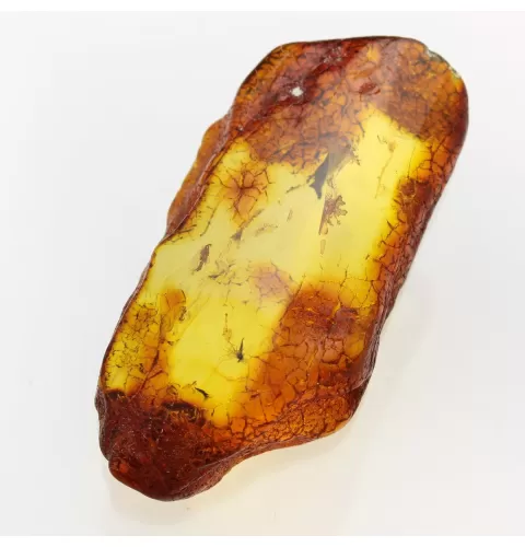 Insect inclusions in Baltic amber fossil large stone