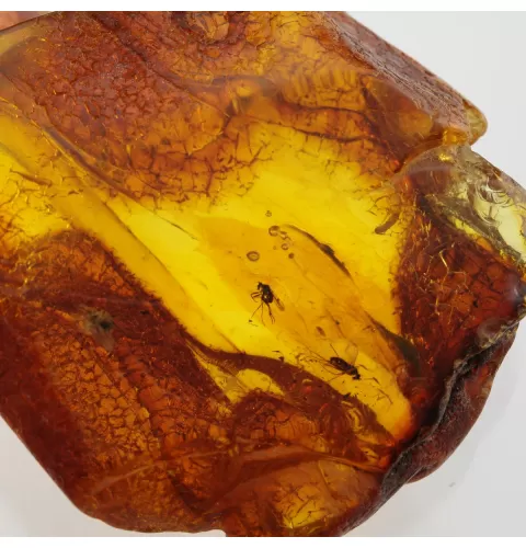 Insect inclusions in Baltic amber fossil large stone