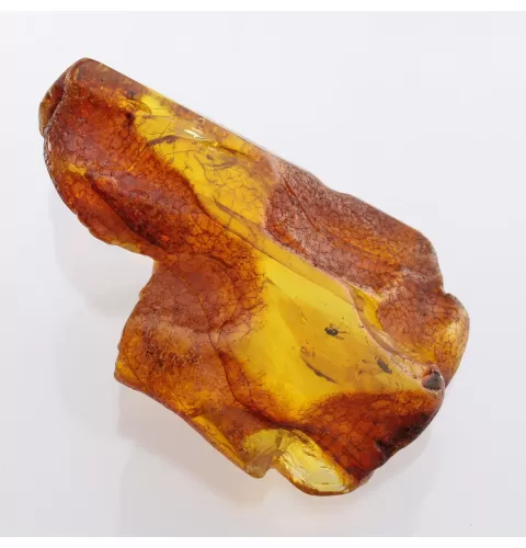 Insect inclusions in Baltic amber fossil large stone