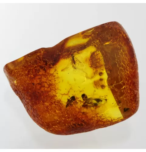 Insect inclusions in Baltic amber fossil large stone