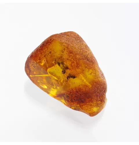 Insect inclusions in Baltic amber fossil large stone