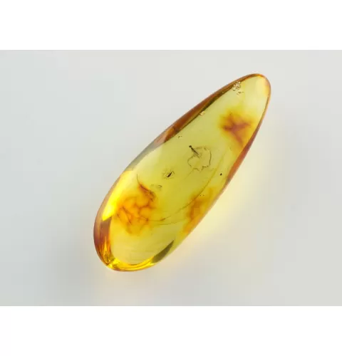 Gnat Insect inclusions in Baltic amber fossil stone