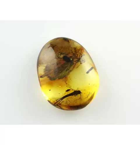 Bristletail Insect inclusions in Baltic amber fossil stone