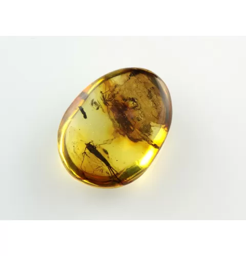 Bristletail Insect inclusions in Baltic amber fossil stone