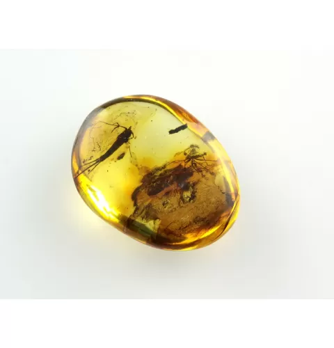 Bristletail Insect inclusions in Baltic amber fossil stone