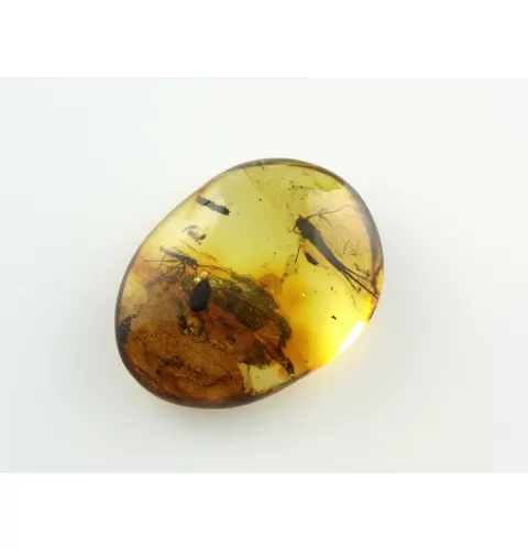 Bristletail Insect inclusions in Baltic amber fossil stone