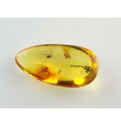 Fly Insect inclusions in Baltic amber fossil stone
