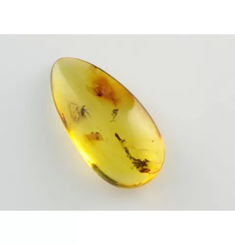 Fly Insect inclusions in Baltic amber fossil stone