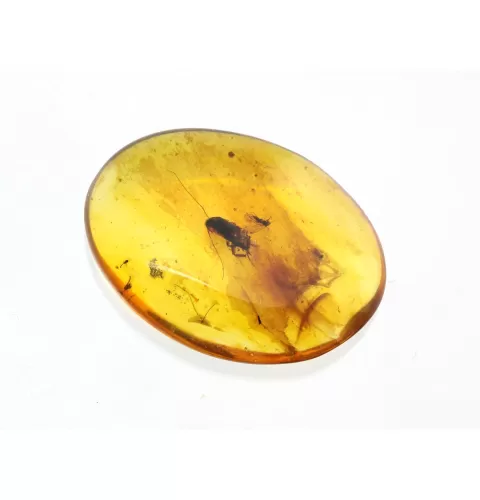 Cockroach Insect inclusions in Baltic amber fossil stone