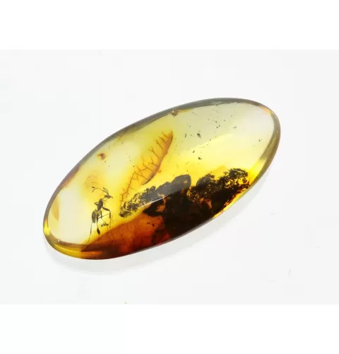 Ant Insect inclusions in Baltic amber fossil stone