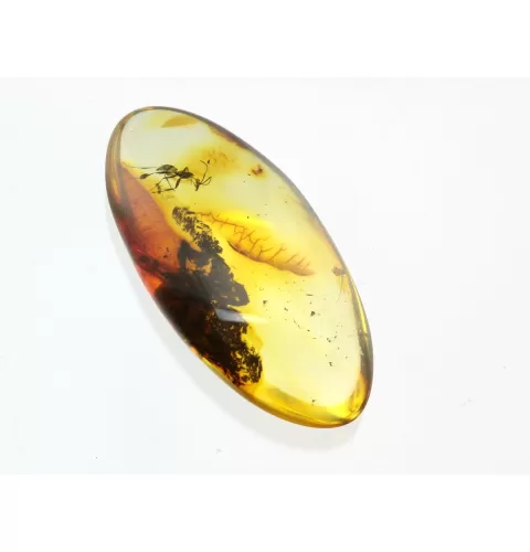 Ant Insect inclusions in Baltic amber fossil stone