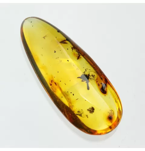 Flower Insect inclusions in Baltic amber fossil stone
