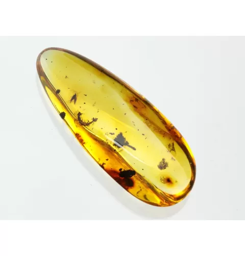Flower Insect inclusions in Baltic amber fossil stone
