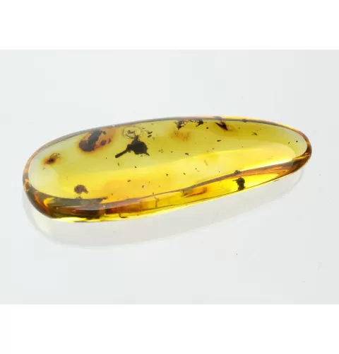Flower Insect inclusions in Baltic amber fossil stone