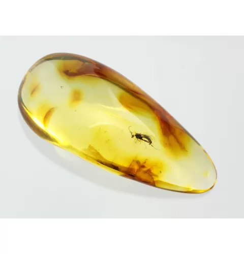Gnat Insect inclusions in Baltic amber fossil stone