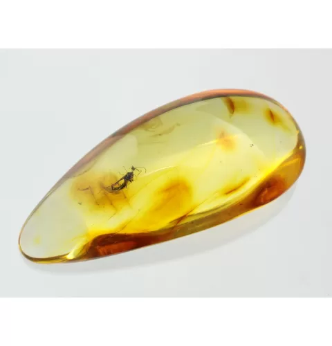 Gnat Insect inclusions in Baltic amber fossil stone