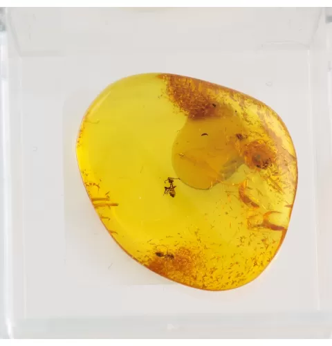 Trapped insect in Baltic amber with magnifying box