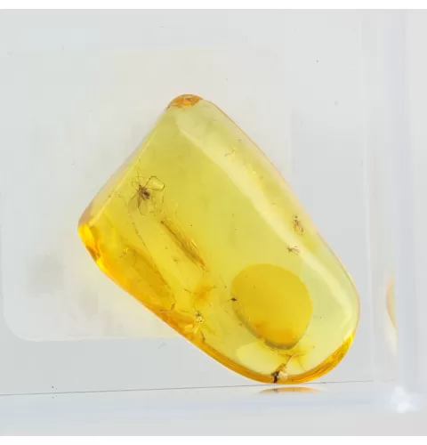 Trapped insect in Baltic amber with magnifying box