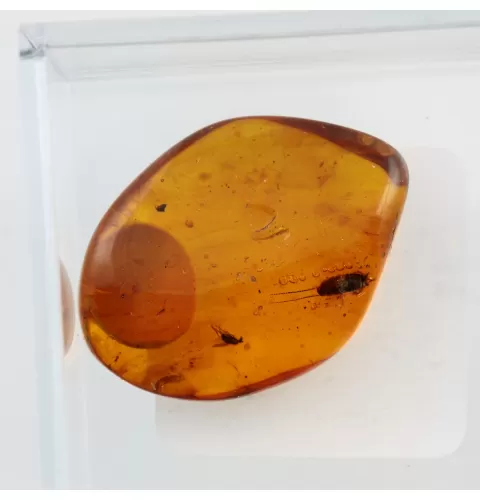 Trapped insect in Baltic amber with magnifying box