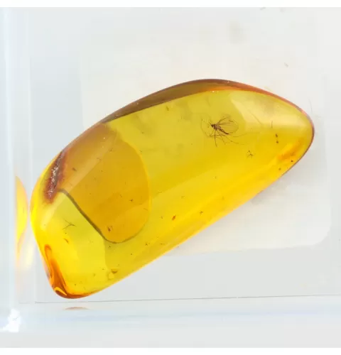 Trapped insect in Baltic amber with magnifying box