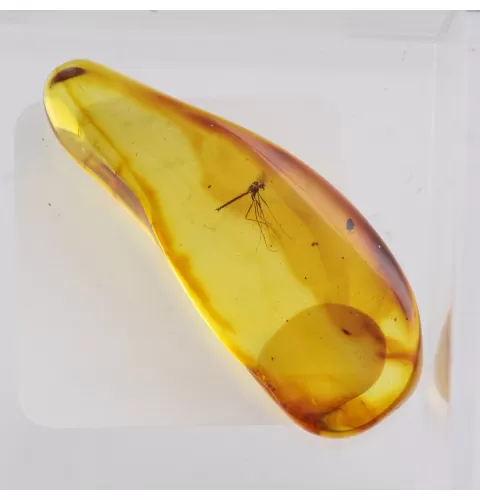 Trapped insect in Baltic amber with magnifying box