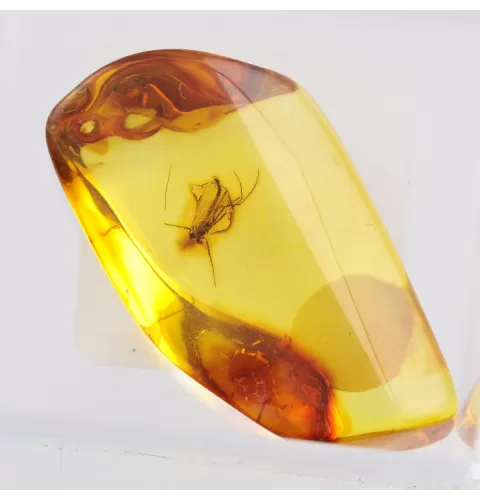 Trapped insect in Baltic amber with magnifying box