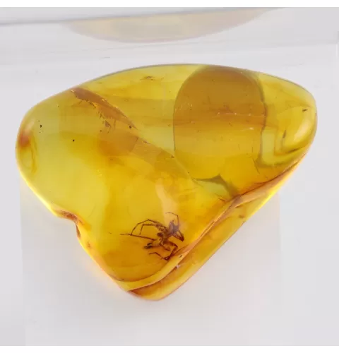 Trapped insect in Baltic amber with magnifying box