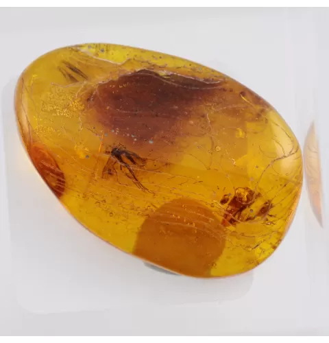 Trapped insect in Baltic amber with magnifying box