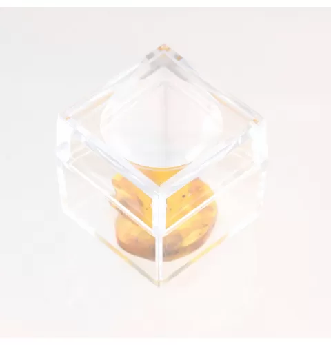Trapped insect in Baltic amber with magnifying box