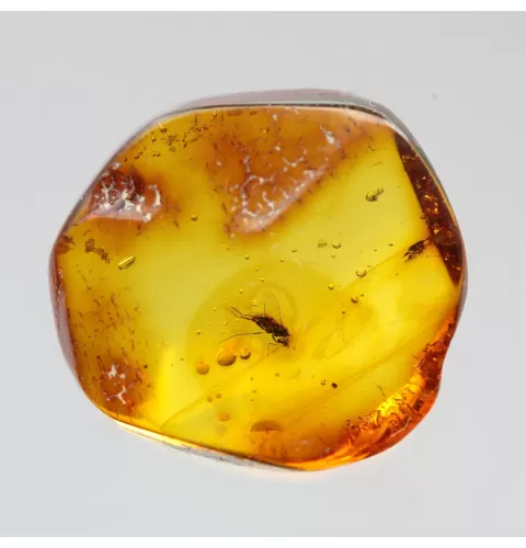 Diptera Insect inclusions in Baltic amber fossil stone