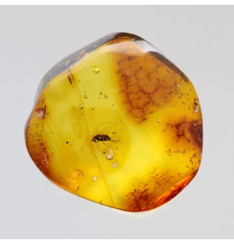 Diptera Insect inclusions in Baltic amber fossil stone