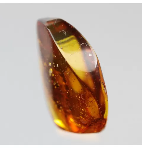 Diptera Insect inclusions in Baltic amber fossil stone