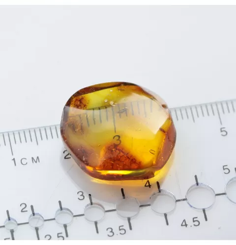 Diptera Insect inclusions in Baltic amber fossil stone