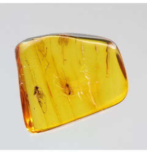 Diptera Insect inclusions in Baltic amber fossil stone