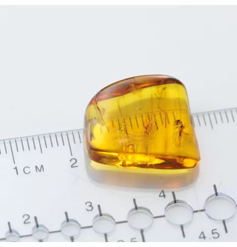 Diptera Insect inclusions in Baltic amber fossil stone