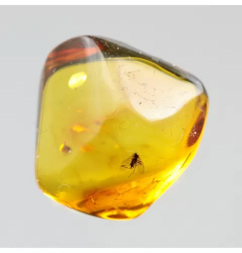 Diptera Insect inclusions in Baltic amber fossil stone